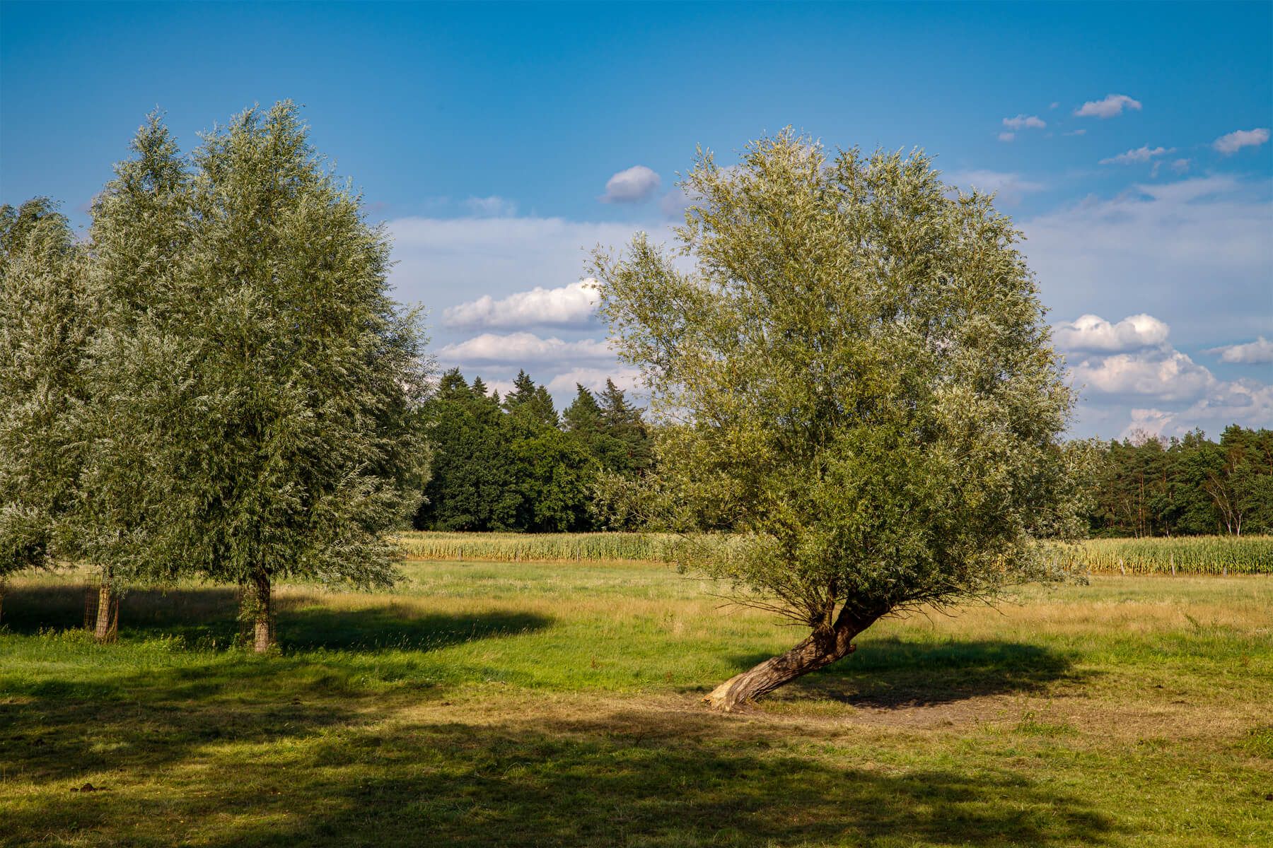 Oppershausen willows, Germany