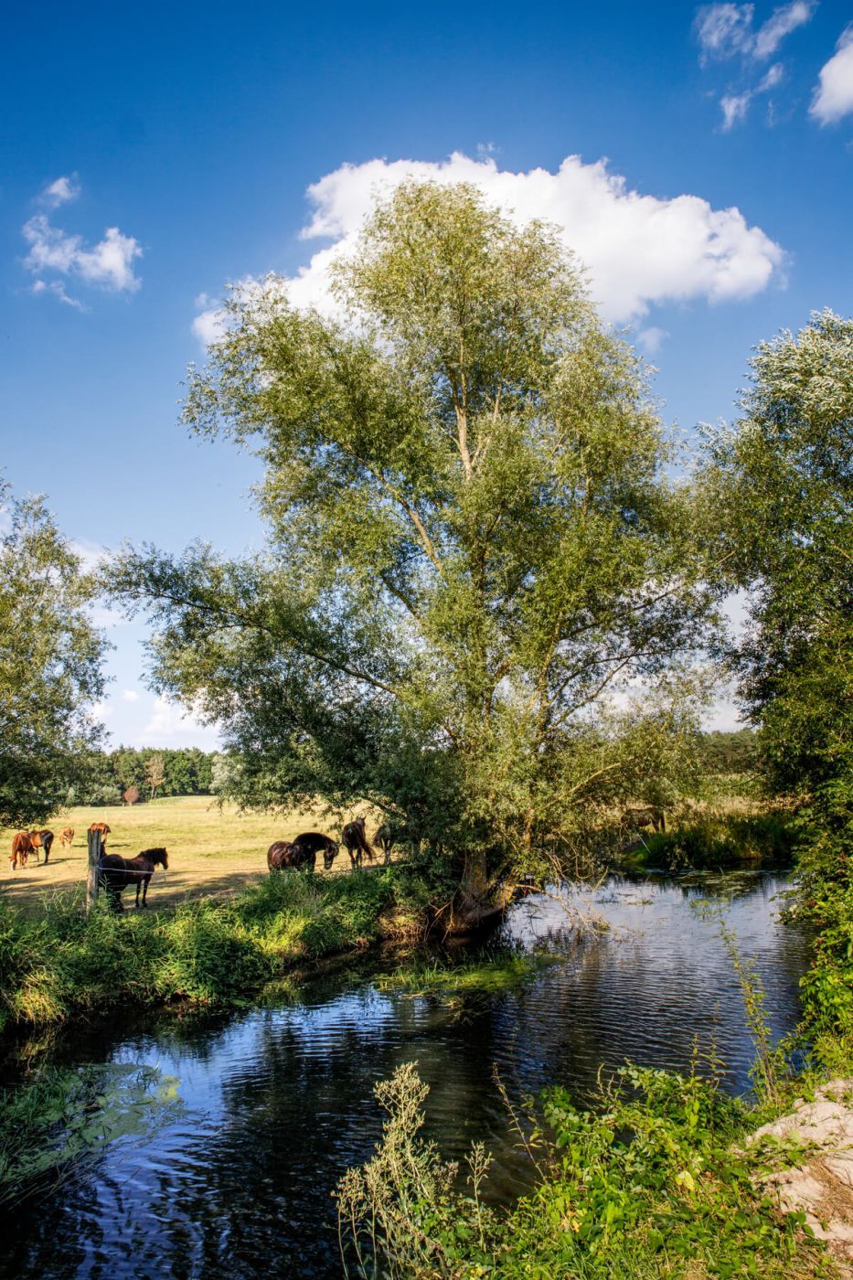 Oppershausen Willows, Germany