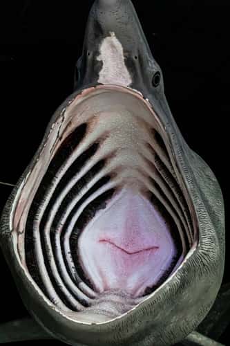 Ozeaneum Stralsund