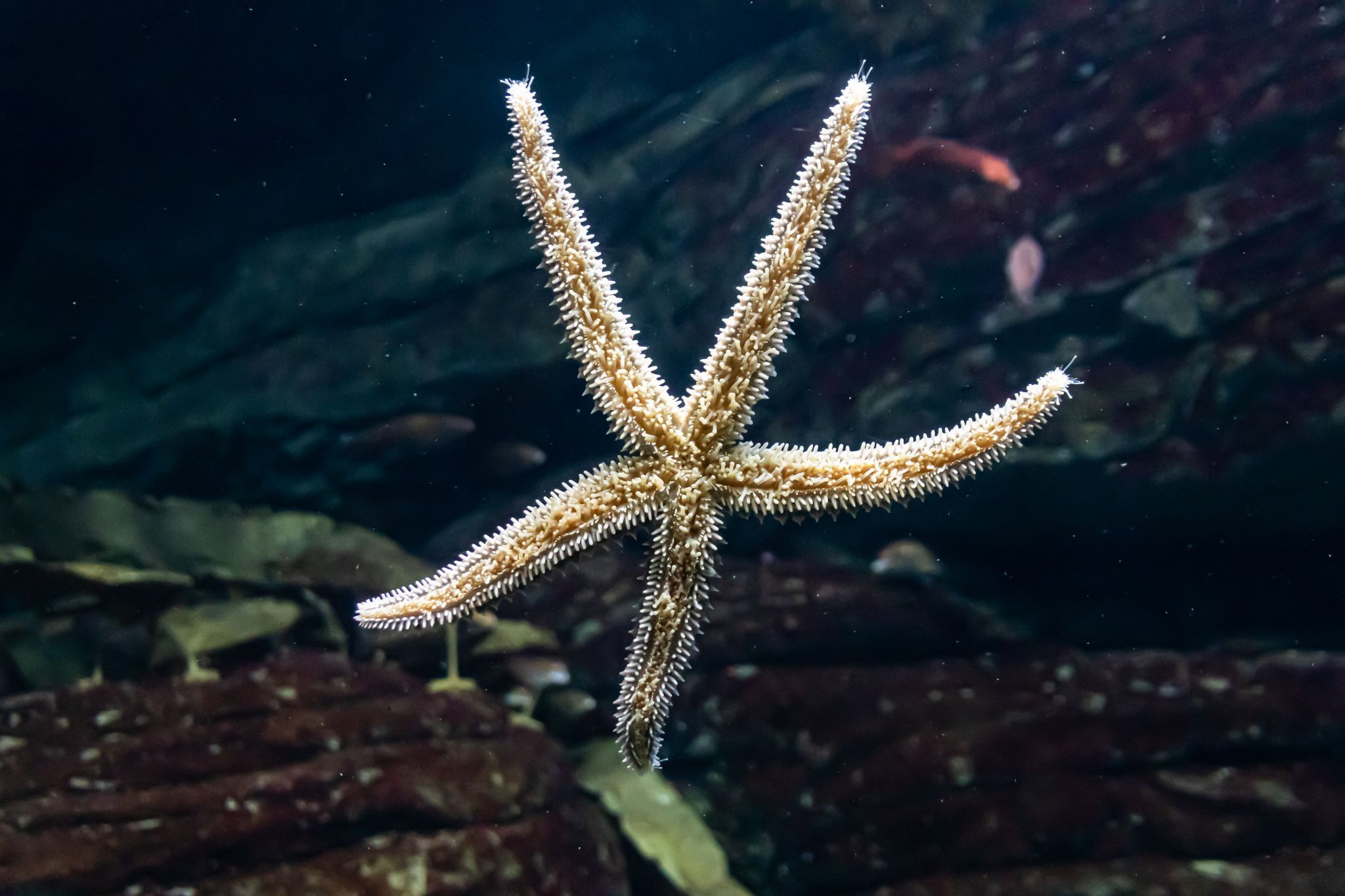 Ozeaneum Stralsund, Germany