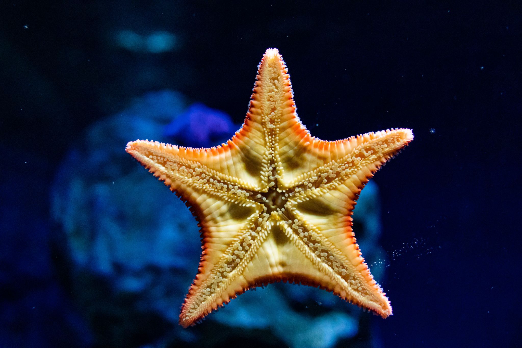 Ozeaneum Stralsund, Germany