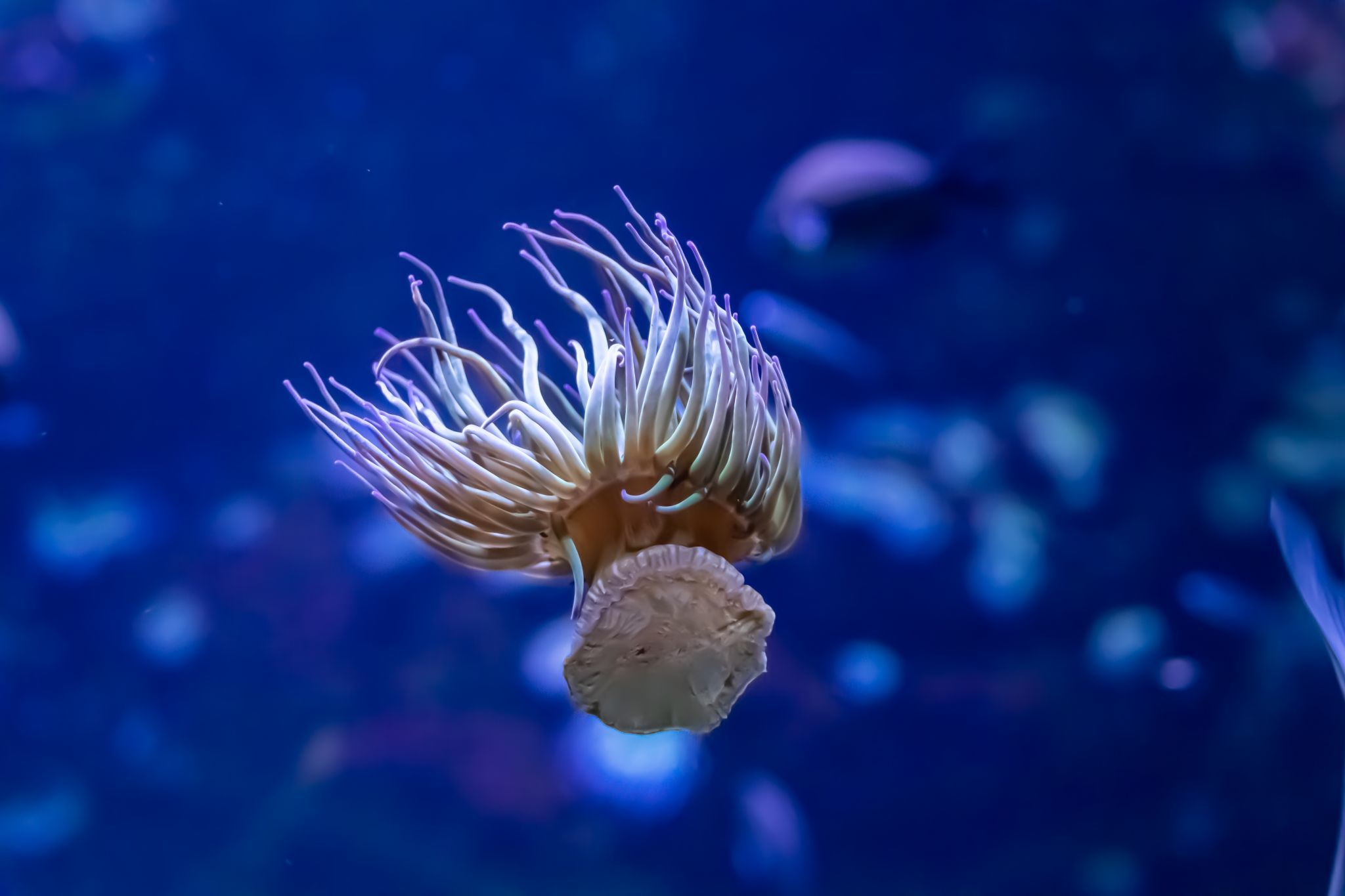 Ozeaneum Stralsund, Germany