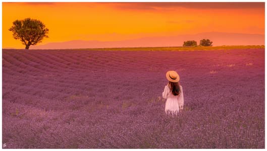 Lavender field in Valensole