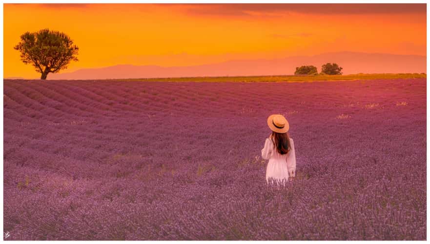 Lavender field in Valensole