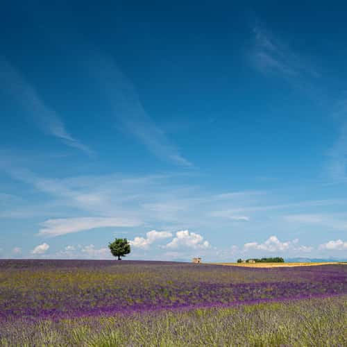 Plateau de Valensole