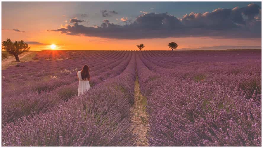 Lavender field in Valensole