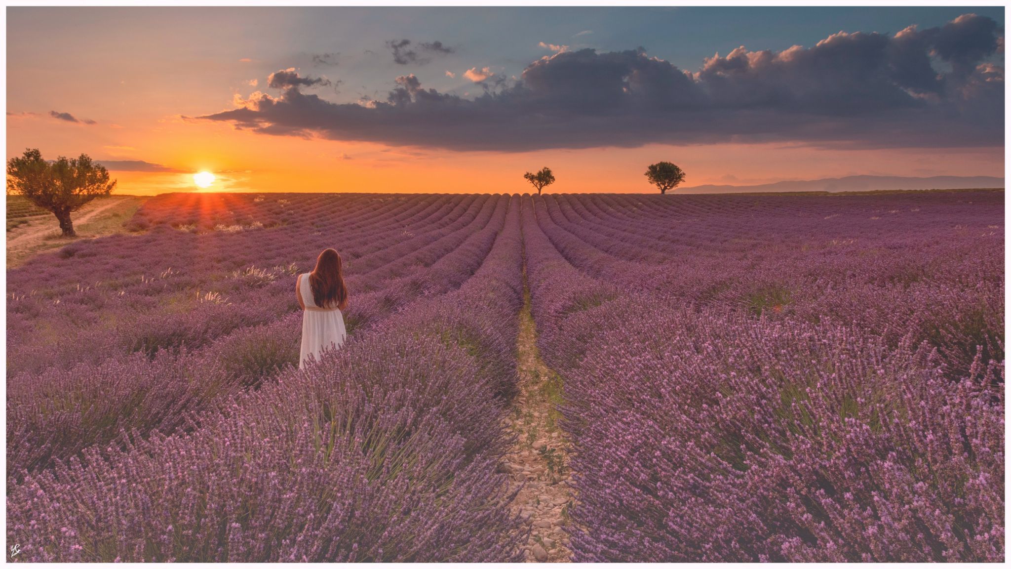 Lavender field in Valensole, France
