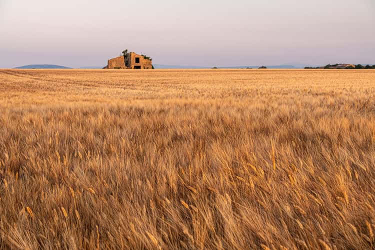 Plateau de Valensole