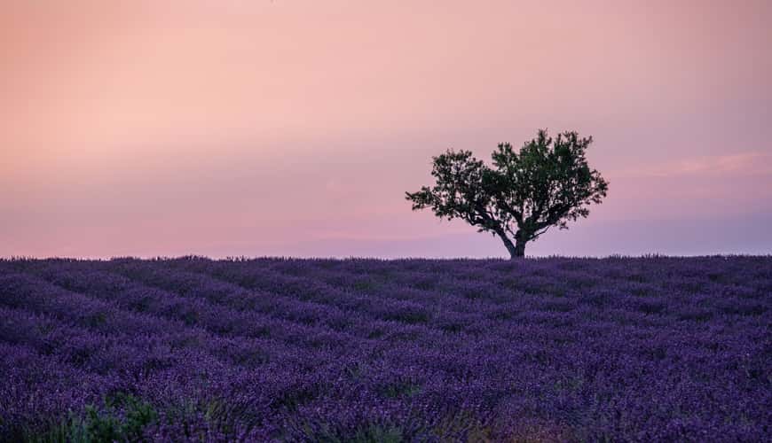 Plateau de Valensole