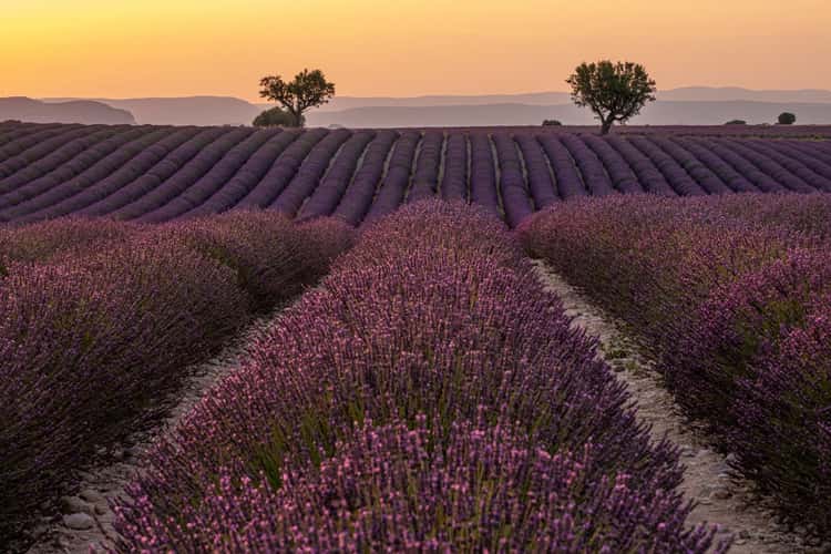 Lavender field in Valensole