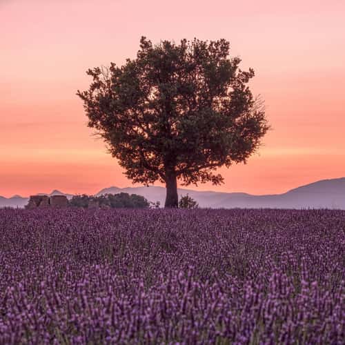 Plateau de Valensole
