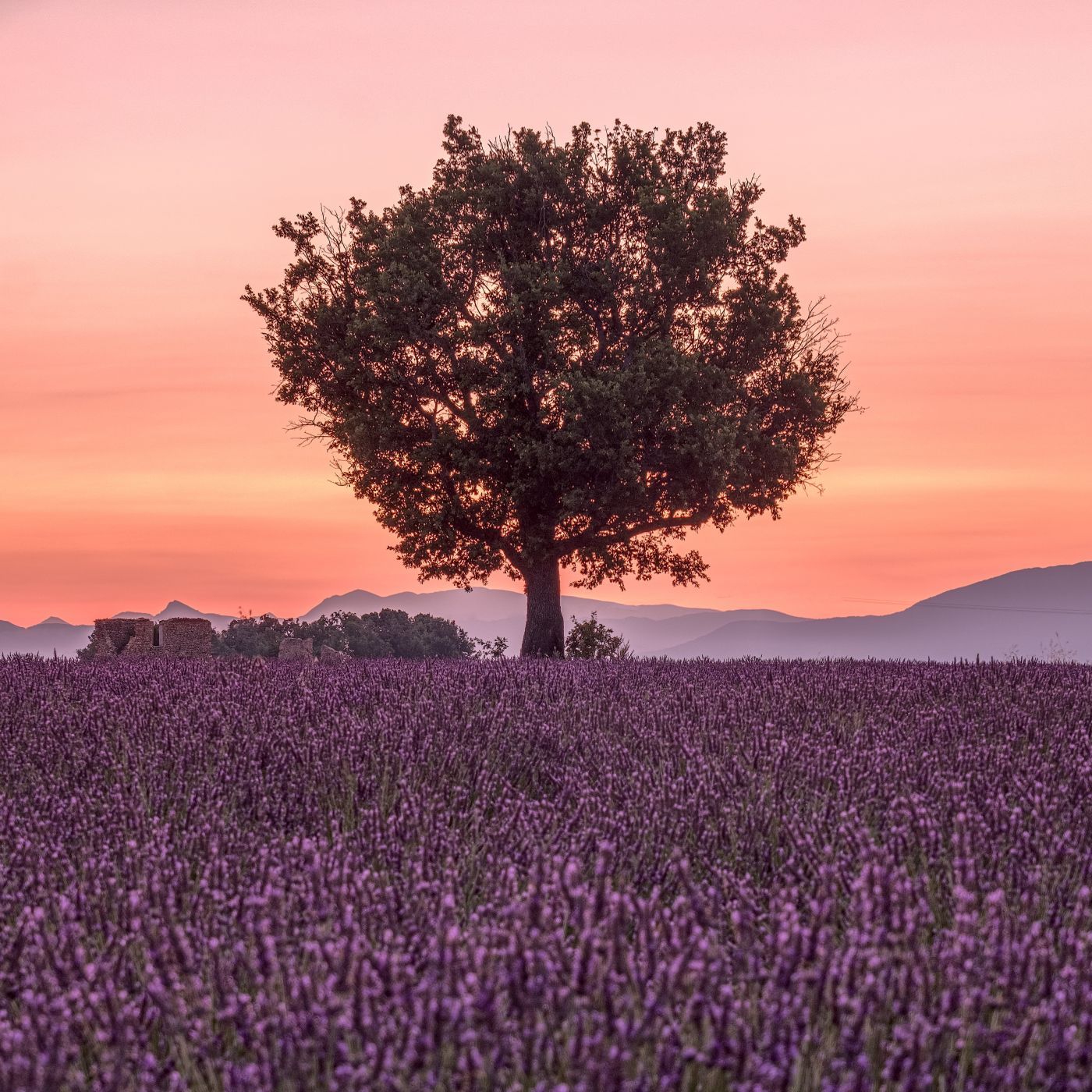 Plateau de Valensole, France