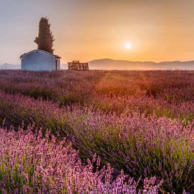 Plateau de Valensole, France