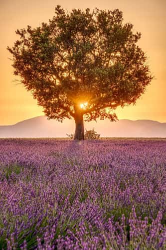 Plateau de Valensole