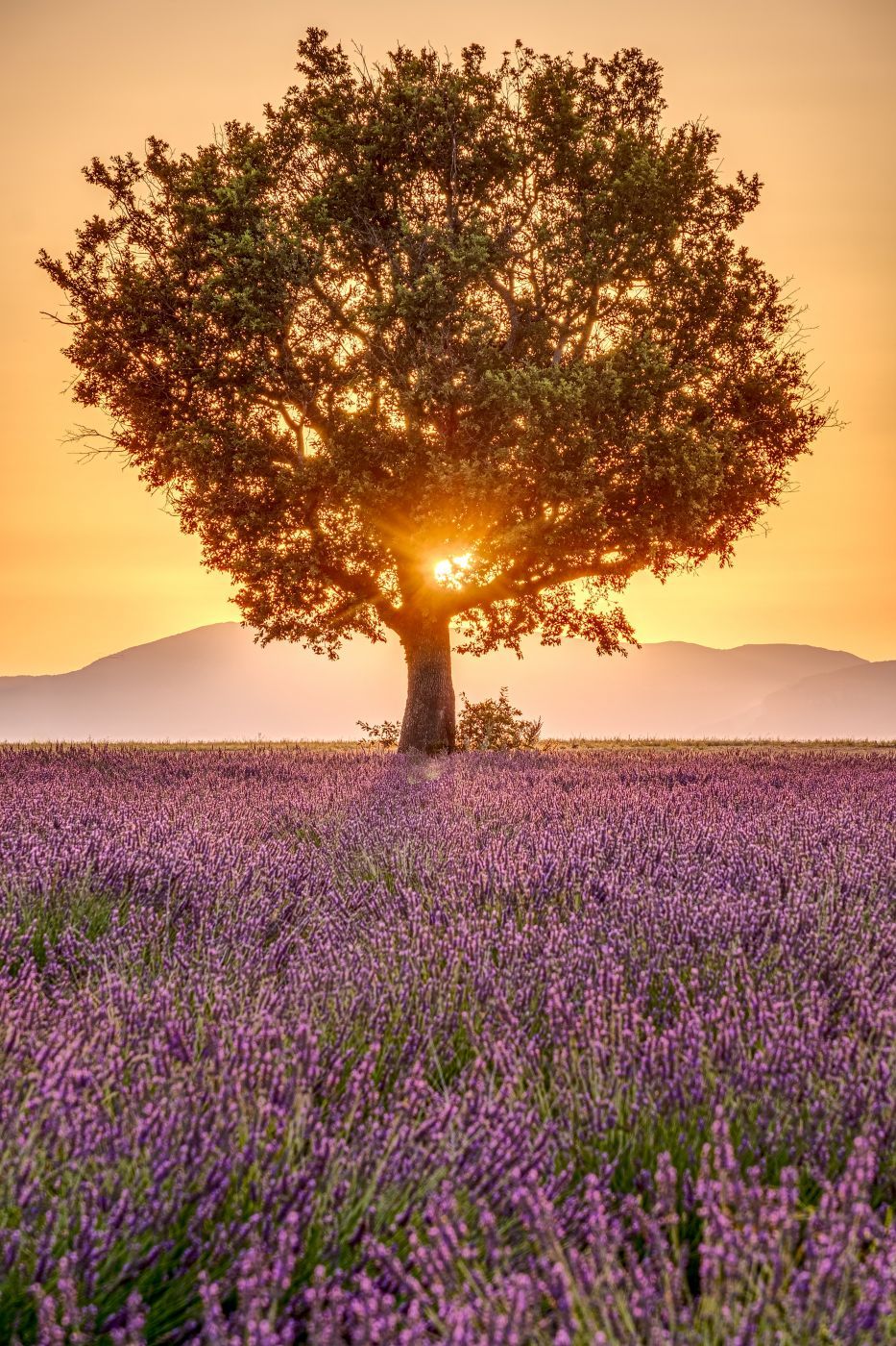 Plateau de Valensole, France