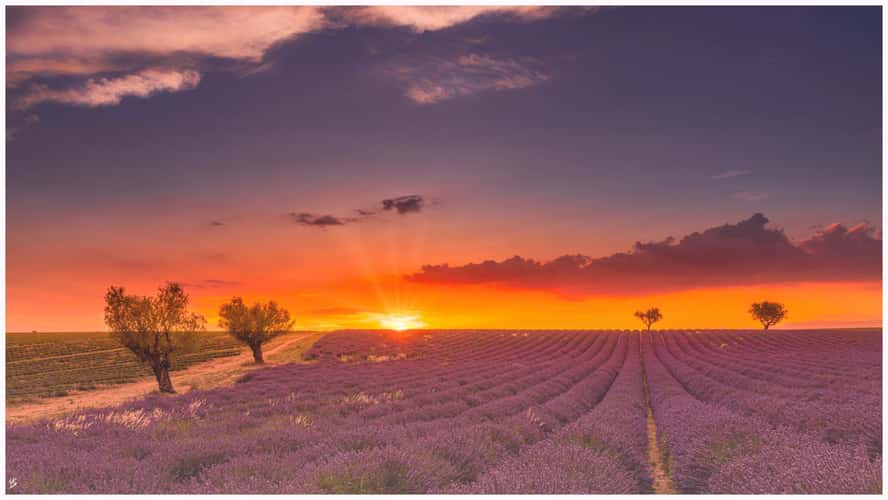 Lavender field in Valensole