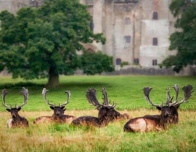 Raby Castle