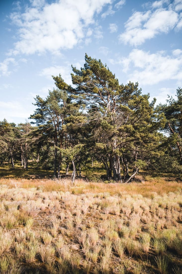 Schwanheimer Dünen (Dunes), Frankfurt am Main, Germany