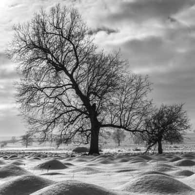 Secular Oak Forest of Mociar, Romania