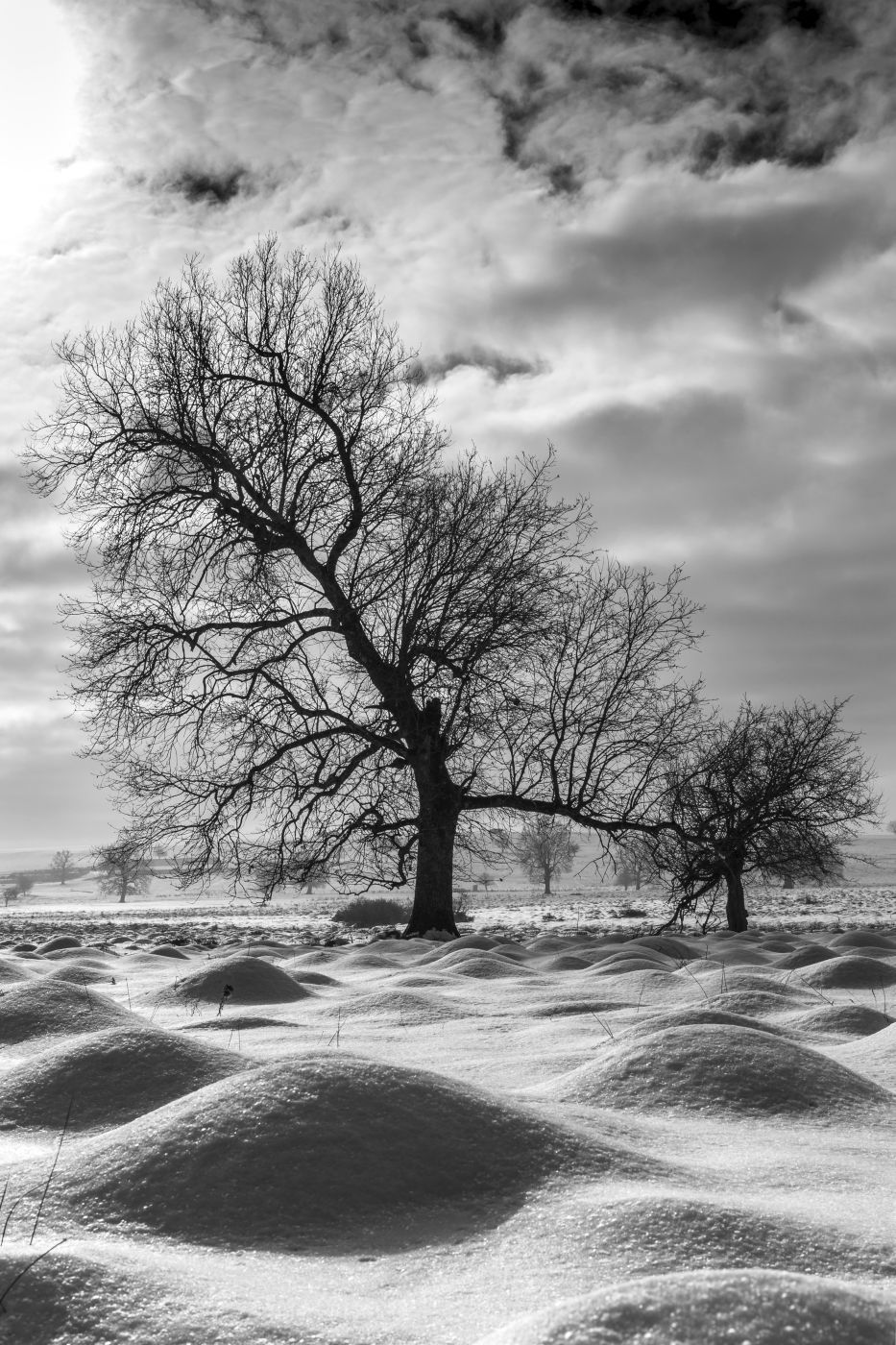 Secular Oak Forest of Mociar, Romania
