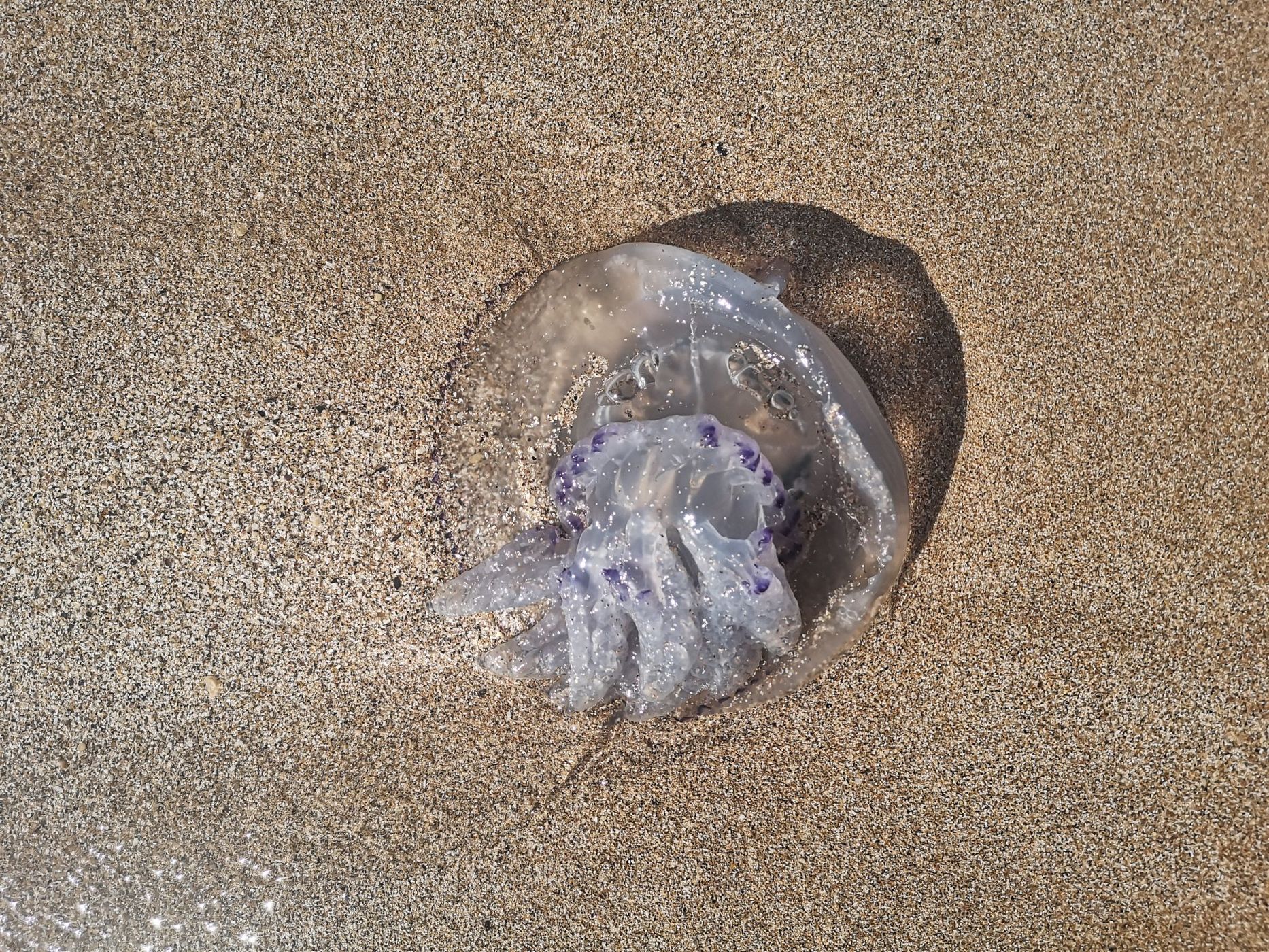 Silver Coast, Bulgaria