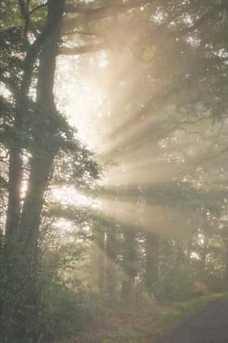 Sunrise in the forest, Havixbeck