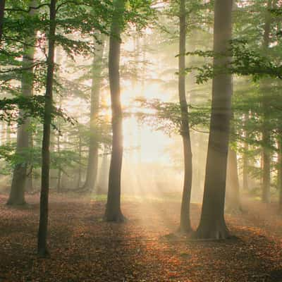 Sunrise in the forest, Havixbeck, Germany