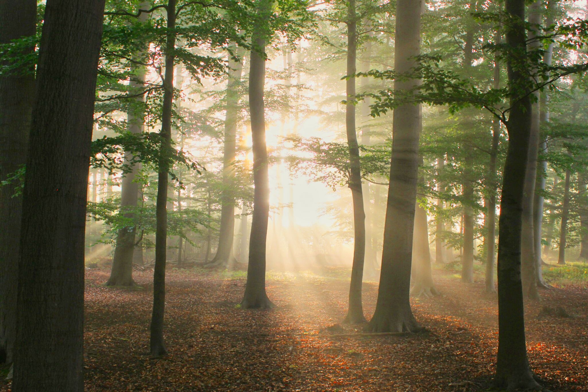 Sunrise in the forest, Havixbeck, Germany