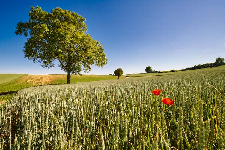 South Palatinate