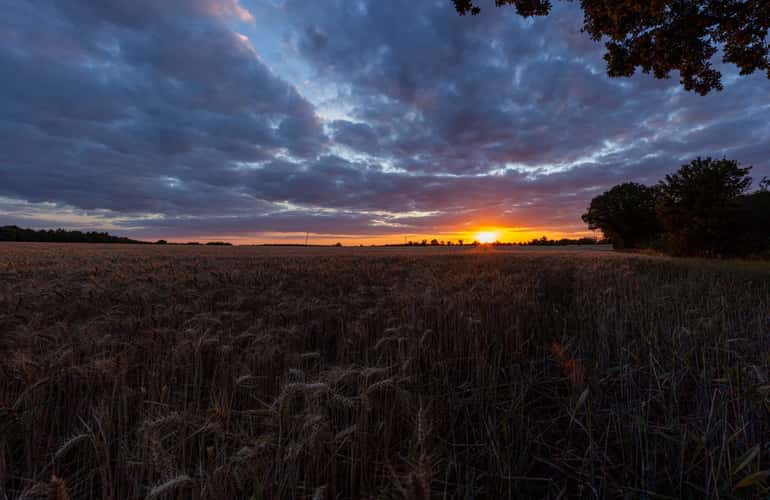 Sunset over Field