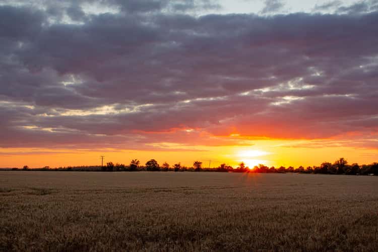 Sunset over Field