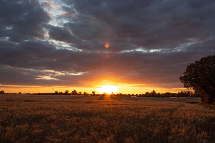 Sunset over Field