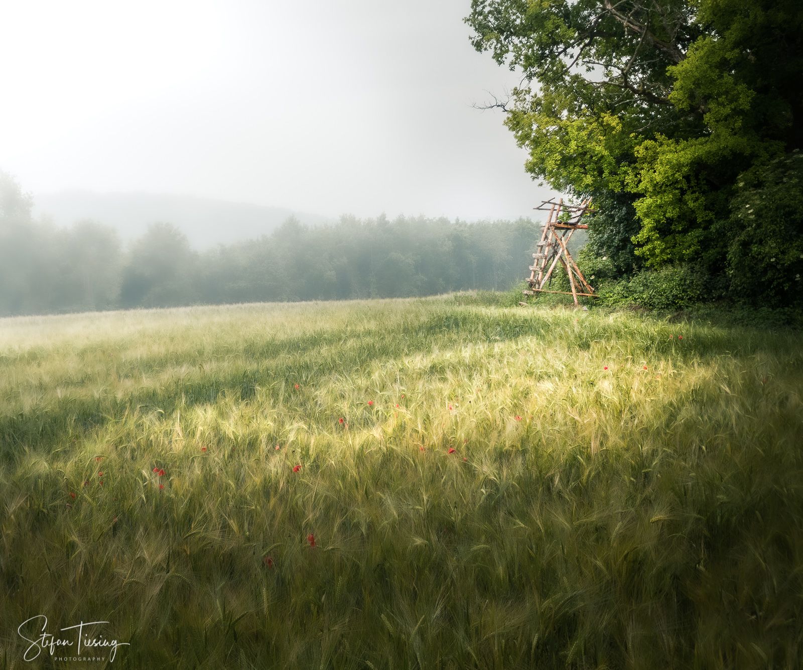 The Raised Hide at the edge of Odenwald, Germany