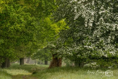 Valleikanaal - old trees
