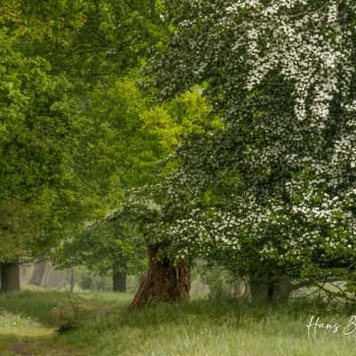 Valleikanaal - old trees, Netherlands