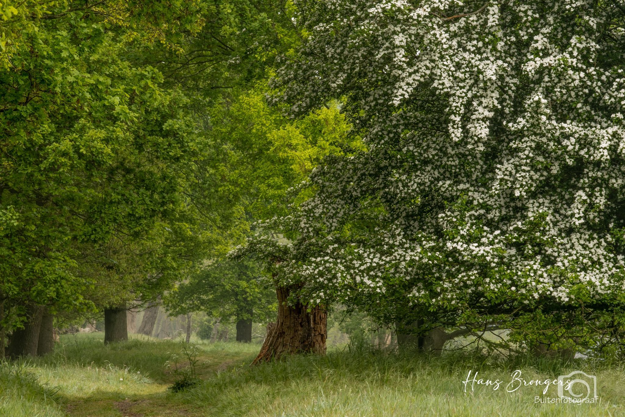 Valleikanaal - old trees, Netherlands