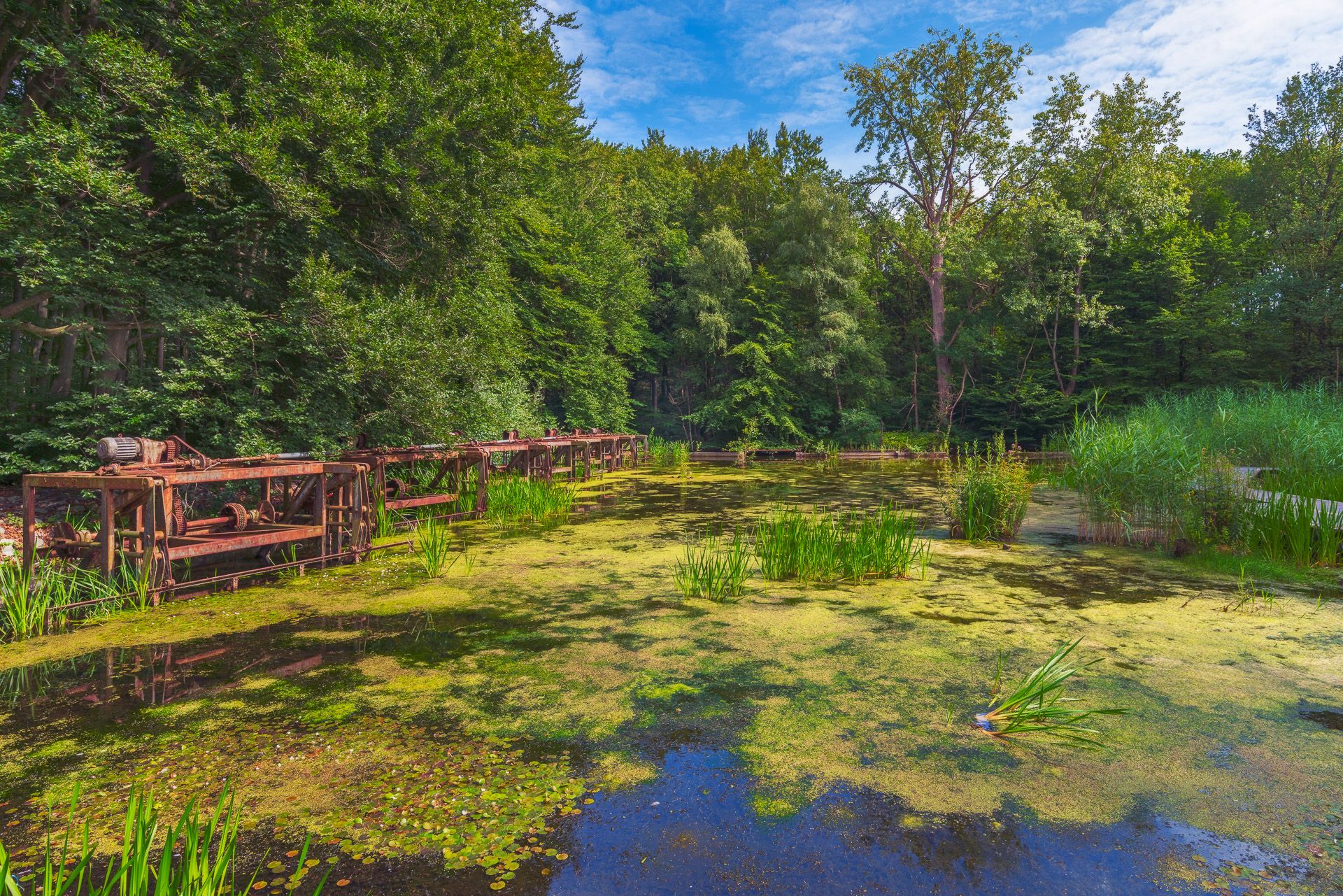 Waterloopbos, Netherlands