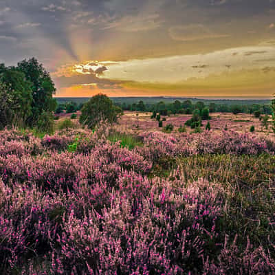 Wilseder Berg Lüneburger Heide, Germany