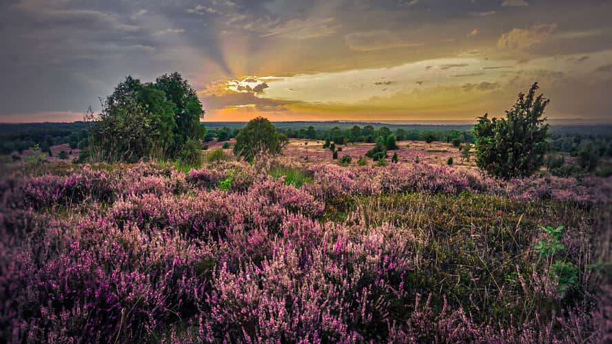 Wilseder Berg Lüneburger Heide