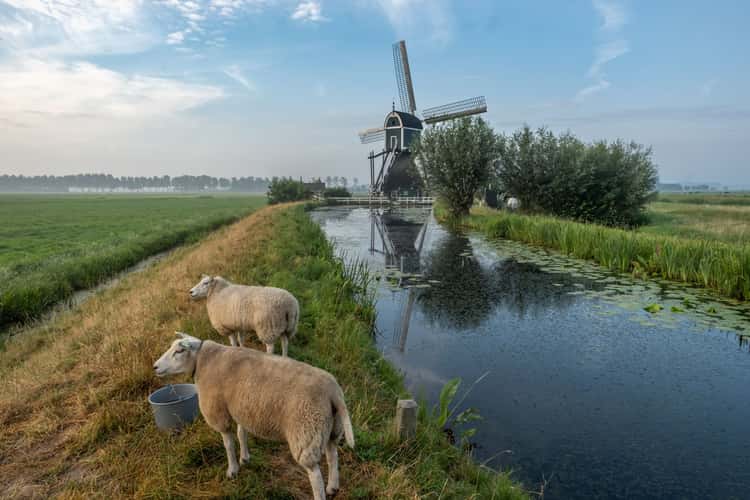 Wingerdse Molen, Bleskensgraaf