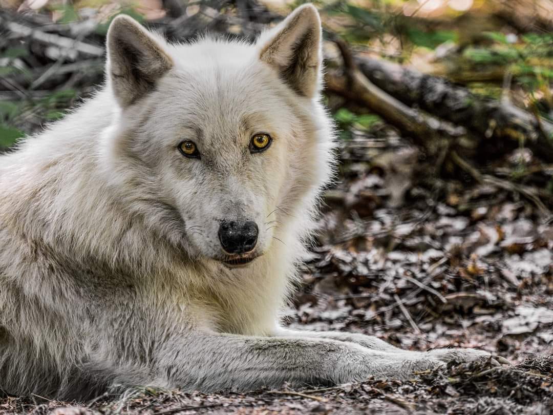 Wolfpark Merzig, Germany