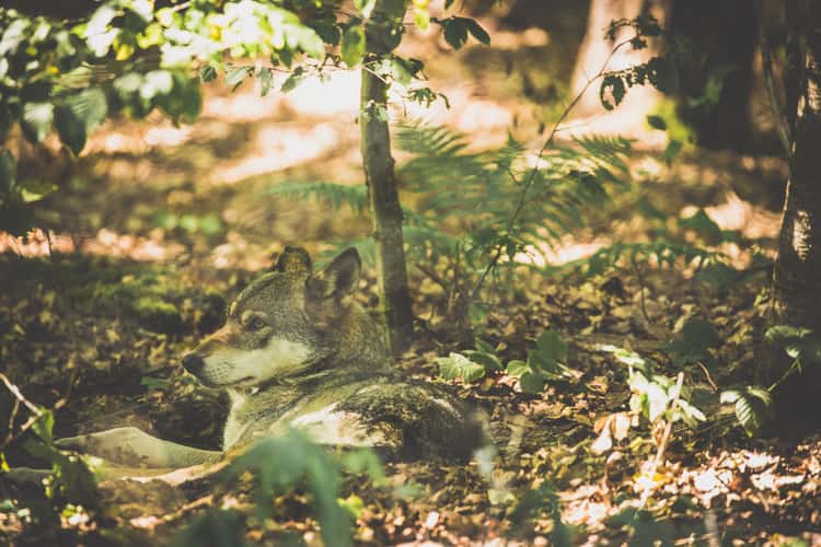 Wolfpark Merzig