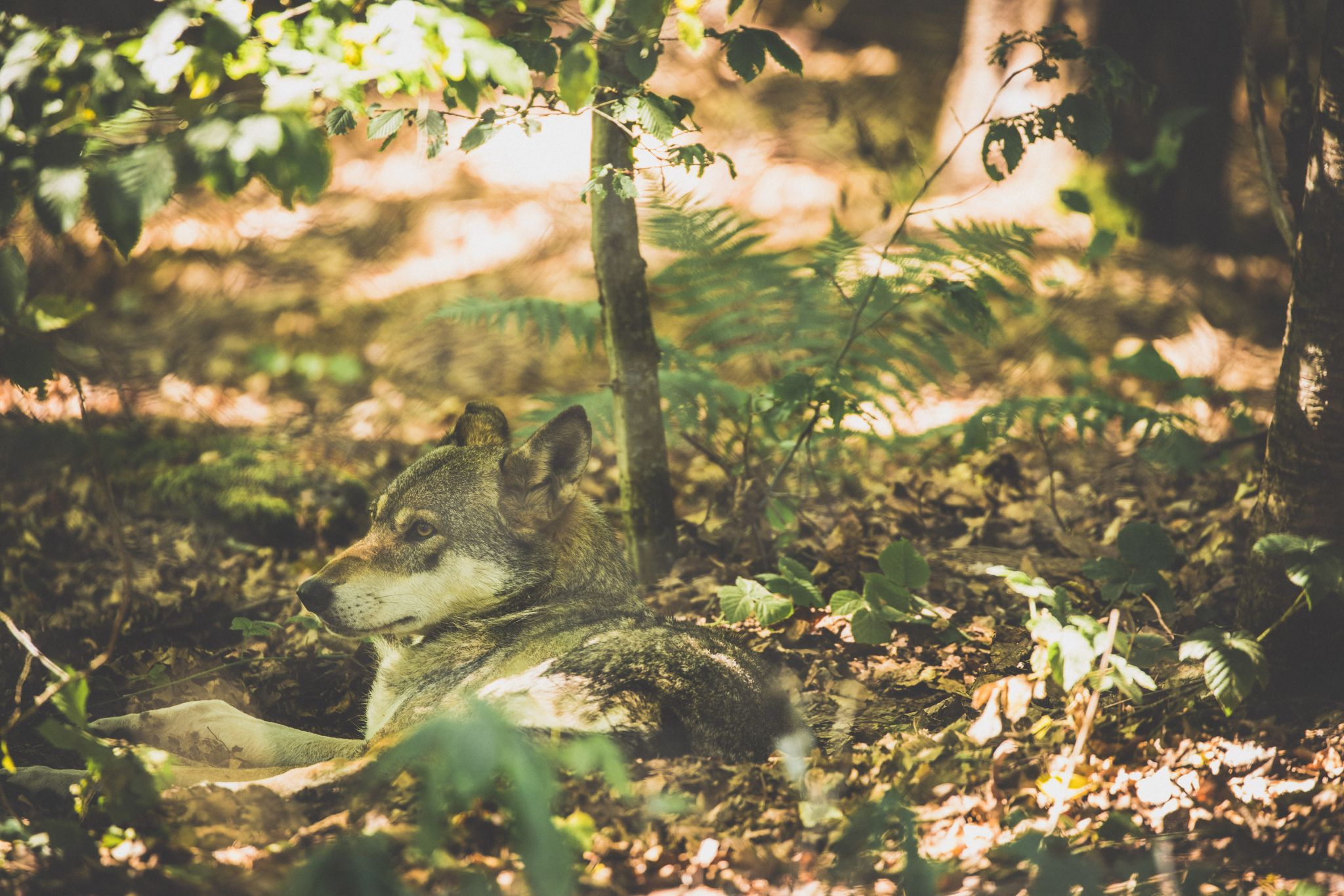 Wolfpark Merzig, Germany