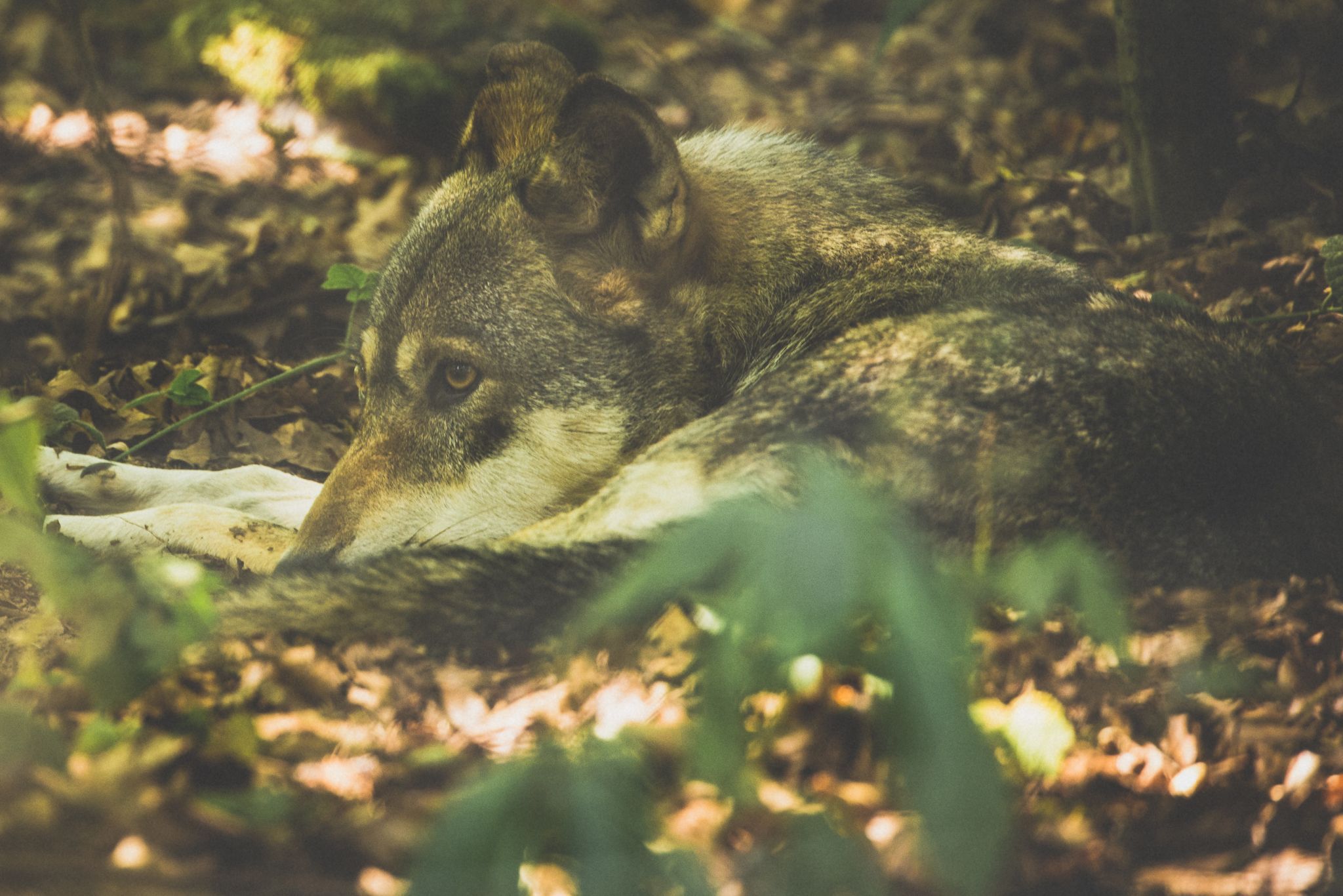 Wolfpark Merzig, Germany