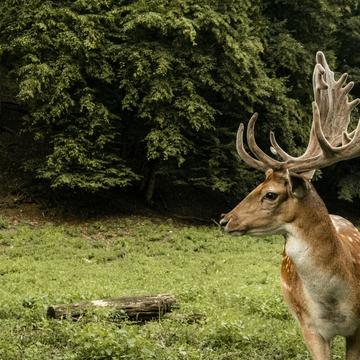 A young deer in Bükk Mountains, Hungary