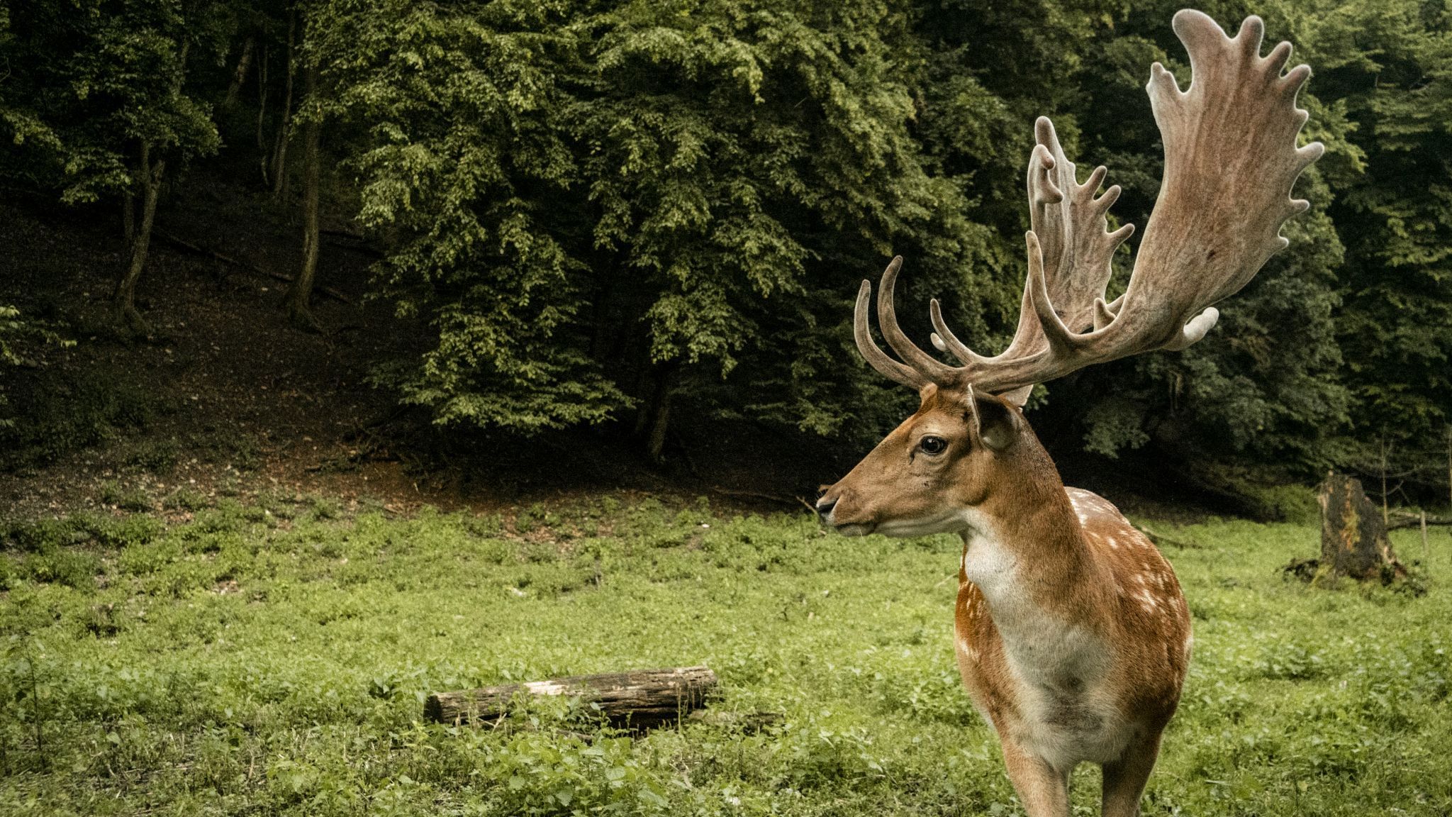 A young deer in Bükk Mountains, Hungary
