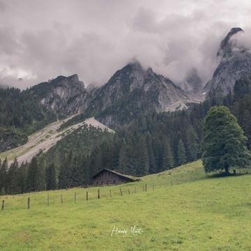 Alpine Meadow in Gosausee, Austria