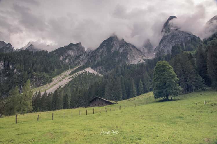 Alpine Meadow in Gosausee