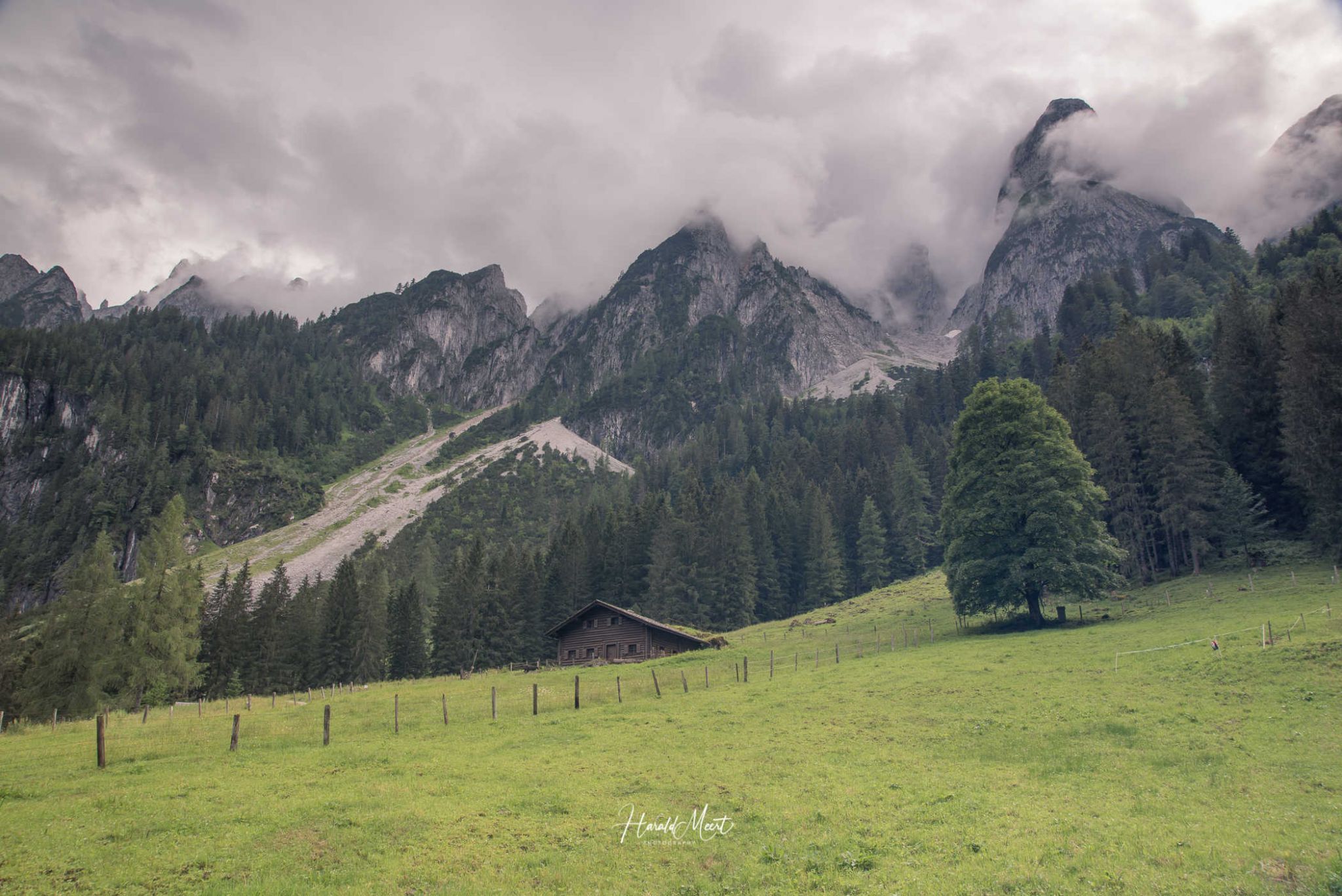 Alpine Meadow in Gosausee, Austria