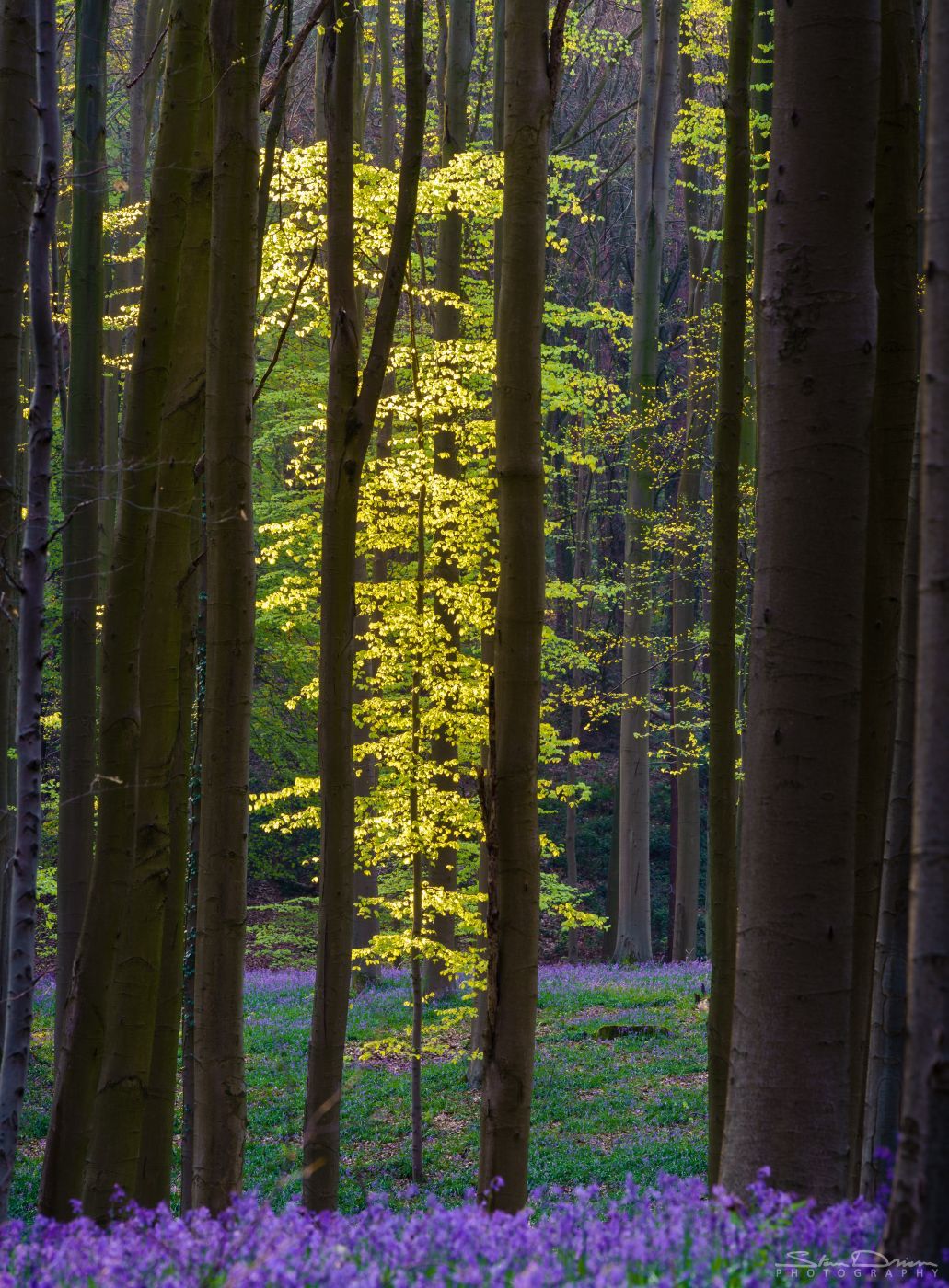 Bluebell Forest Halle, Belgium